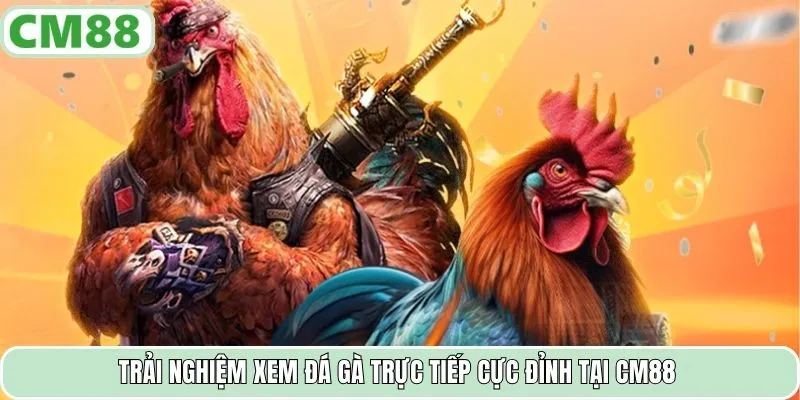 Trải nghiệm xem đá gà trực tiếp cực đỉnh tại CM88